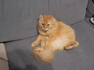 ソファに座る猫（マンチカン）