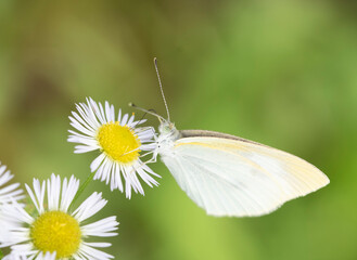 Butterfly　insect　macro

