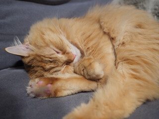 不思議な態勢で寝る猫（マンチカン）