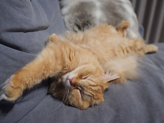 不思議な態勢で寝る猫（マンチカン）