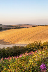 A South Downs Landscape with Evening Light