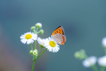 Butterfly　insect　macro

