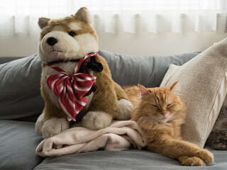 犬のぬいぐるみと一緒に寝る猫（マンチカン）