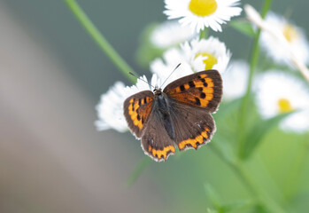 Butterfly　insect　macro

