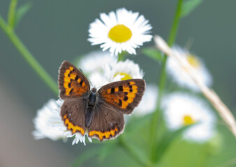 Butterfly　insect　macro

