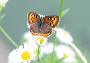 Butterfly　insect　macro

