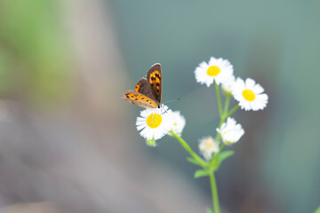 Butterfly　insect　macro

