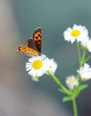 Butterfly　insect　macro


