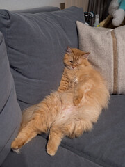 不思議な態勢で寝る猫（マンチカン）