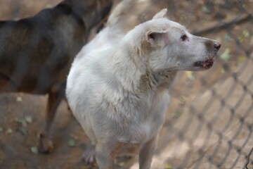 Obraz premium Dog shelter in Thailand, Dog Rescue