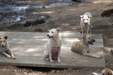 Obraz na płótnie Canvas Dog shelter in Thailand, Dog Rescue