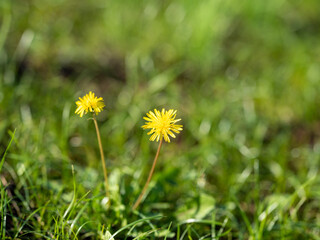 丘に咲くタンポポ