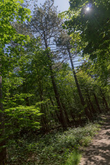 Obraz premium Forest trail on a sunny day in The Noordhollands Duinreservaat, The Netherlands