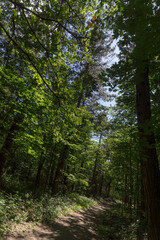 Obraz premium Forest trail on a sunny day in The Noordhollands Duinreservaat, The Netherlands