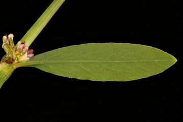 Common Knotgrass (Polygonum aviculare). Leaf Closeup