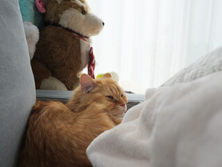 ソファにもたれかかる猫（マンチカン）