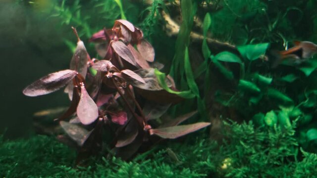 ネオンテトラの群れの中に咲くレッドグラス