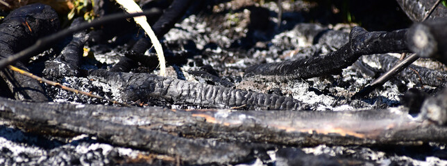 burned trees in a large fire