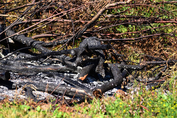 burned trees in a large fire