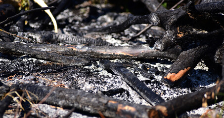 burned trees in a large fire