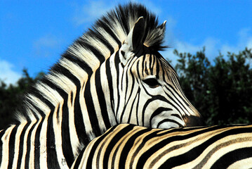 Fototapeta na wymiar Africa- Very Close Up of Two Zebras Together in South Africa