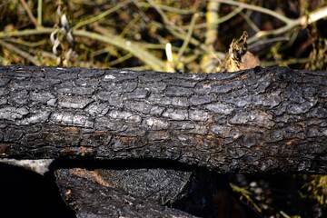 burned trees in a large fire