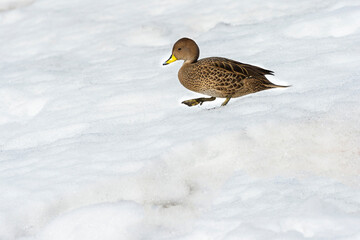 South Georgia Pintail (Anas georgica georgica), King Edward Cove, South Georgia, South Georgia and the Sandwich Islands, Antarctica