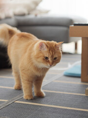 何かを見つめる猫（マンチカン）