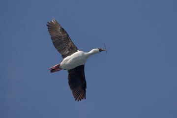 Imperial Shag (Phalacrocorax atriceps) flying with nesting material in its beak, Elsehul Bay, South Georgia Island, Antarctic