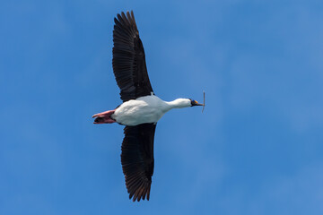 Imperial Shag (Phalacrocorax atriceps) flying with nesting material in its beak, Elsehul Bay, South Georgia Island, Antarctic
