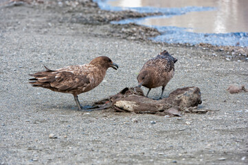 Brown Skuas (Stercorarius antarcticus) feeding on a carcass, St Andrews Bay, South Georgia Island