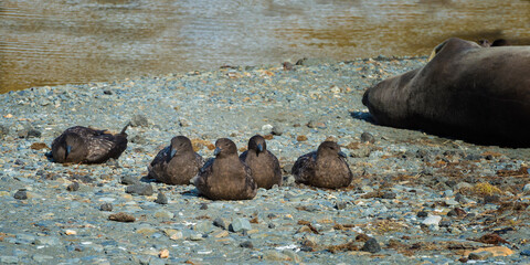 Group of brown skuas (Stercorarius antarcticus) resting on a graveled beach, Ocean harbour, South Georgia Island, Antarctic