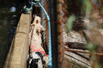 Dog shelter in Thailand, Dog Rescue