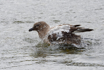 Bathing Brown skua (Stercorarius antarcticus), Undine harbour, South Georgia Island, Antarctic