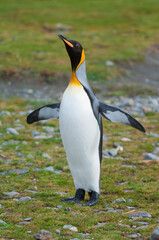 Fototapeta premium King penguin (Aptenodytes patagonicus), Fortuna Bay, South Georgia Island