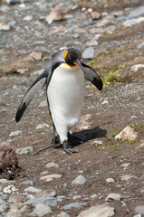 King penguin (Aptenodytes patagonicus), Fortuna Bay, South Georgia Island