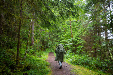 Obraz premium Hike in the forest