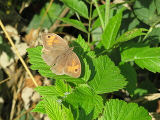 Bräunling Schmetterling