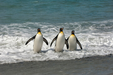 Obraz premium Group of King penguins (Aptenodytes patagonicus) emerging from the water, St. Andrews Bay, South Georgia Island