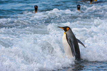 King penguin (Aptenodytes patagonicus) entering into the water, St. Andrews Bay, South Georgia Island