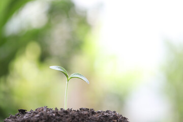 small growing green plant planting
