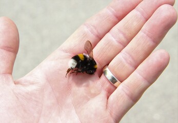 Tote Hummel Insektensterben in der Hand