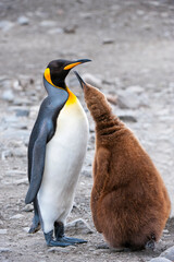 King penguin feeding a chick (Aptenodytes patagonicus), St. Andrews Bay, South Georgia Island