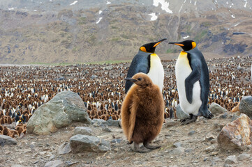 King penguins (Aptenodytes patagonicus) and chick overlooking the colony, St. Andrews Bay, South...