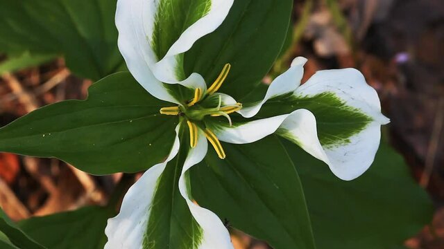 Rare Green Trillium. White Trillium that have been infected with mycoplasma-like organisms