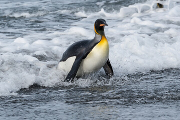 King Penguin (Aptenodytes patagonicus) coming out of the water, Salisbury Plain, South Georgia Island, Antarctic