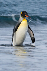 Fototapeta na wymiar King Penguin (Aptenodytes patagonicus) coming out of the water, Salisbury Plain, South Georgia Island, Antarctic