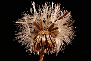 Confused Michaelmas Daisy (Symphyotrichum novi-belgii). Achenes Closeup