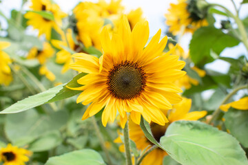 Knallig gelb blühende Sonnenblume auf dem Feld