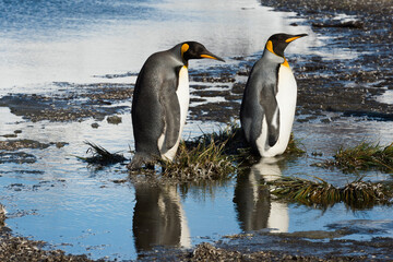 Two King Penguins (Aptenodytes patagonicus) crossing a stream, Salisbury Plain, South Georgia, Antarctic